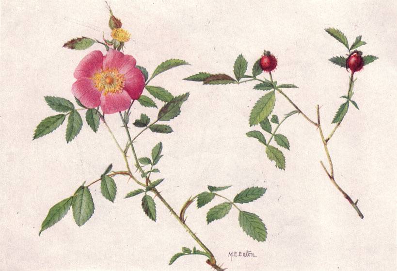 Painting of the Carolina rose by Mary E. Eaton Carolina rose illustration from a 1917 issue of National Geographic; Public Domain